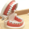 Educational Brushing Teeth Exercise Wooden Set Toy - Wooden Puzzle Toys