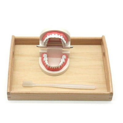 Educational Brushing Teeth Exercise Wooden Set Toy - Wooden Puzzle Toys